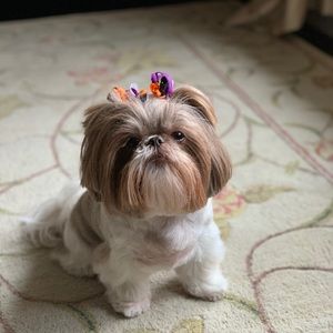 Meet your Posher, Dina